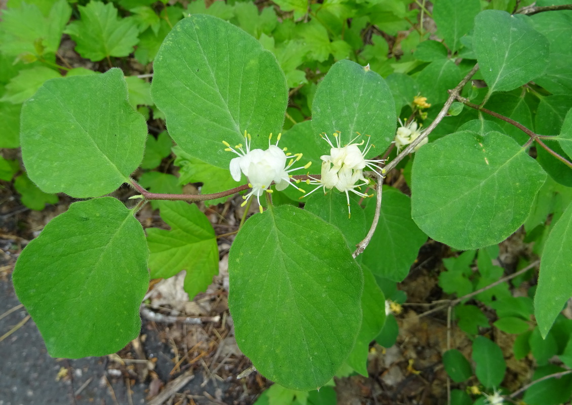 Изображение особи Lonicera xylosteum.