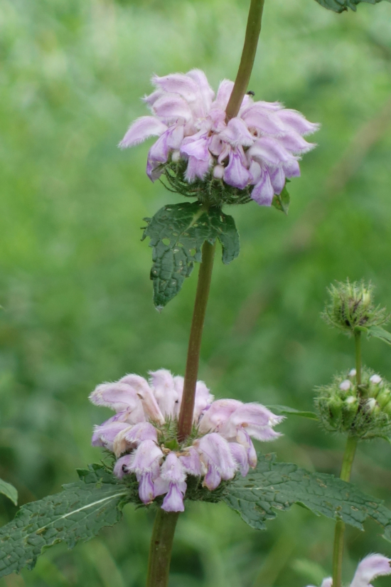 Image of Phlomoides tuberosa specimen.