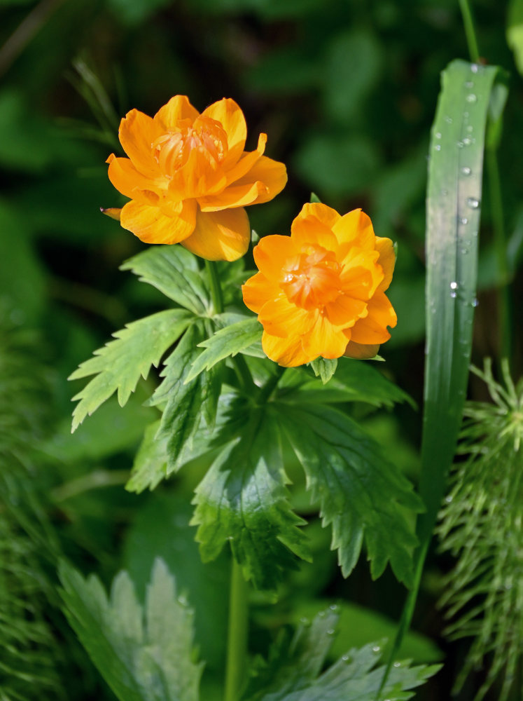 Изображение особи Trollius asiaticus.