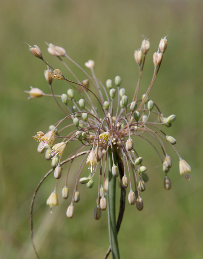 Изображение особи Allium paczoskianum.