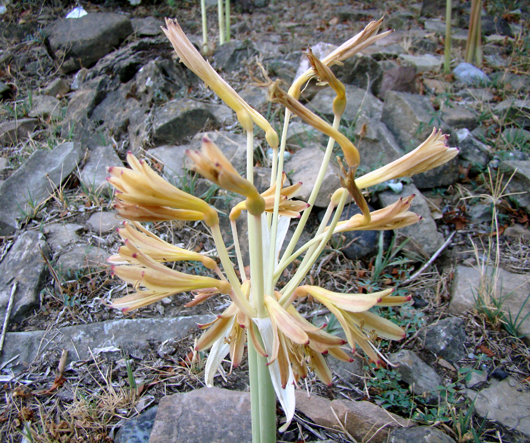 Изображение особи Ungernia ferganica.