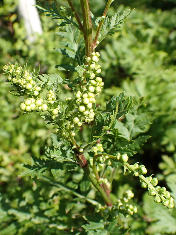 Изображение особи Artemisia maximovicziana.