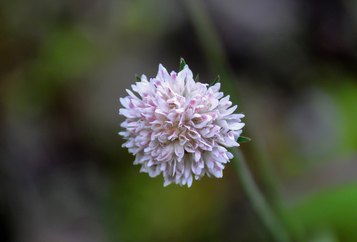 Image of Knautia involucrata specimen.