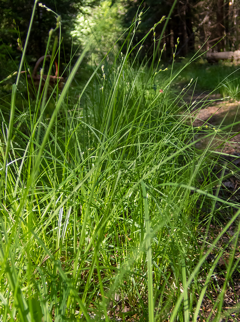 Image of Carex brunnescens specimen.