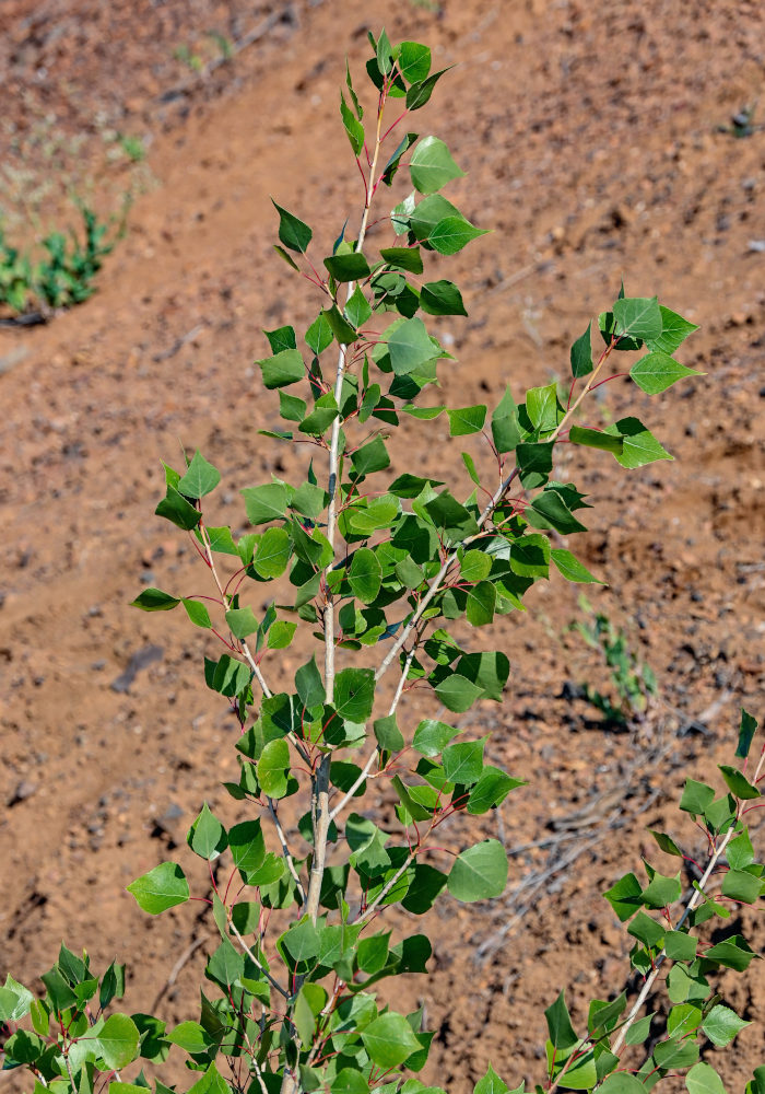 Image of genus Populus specimen.