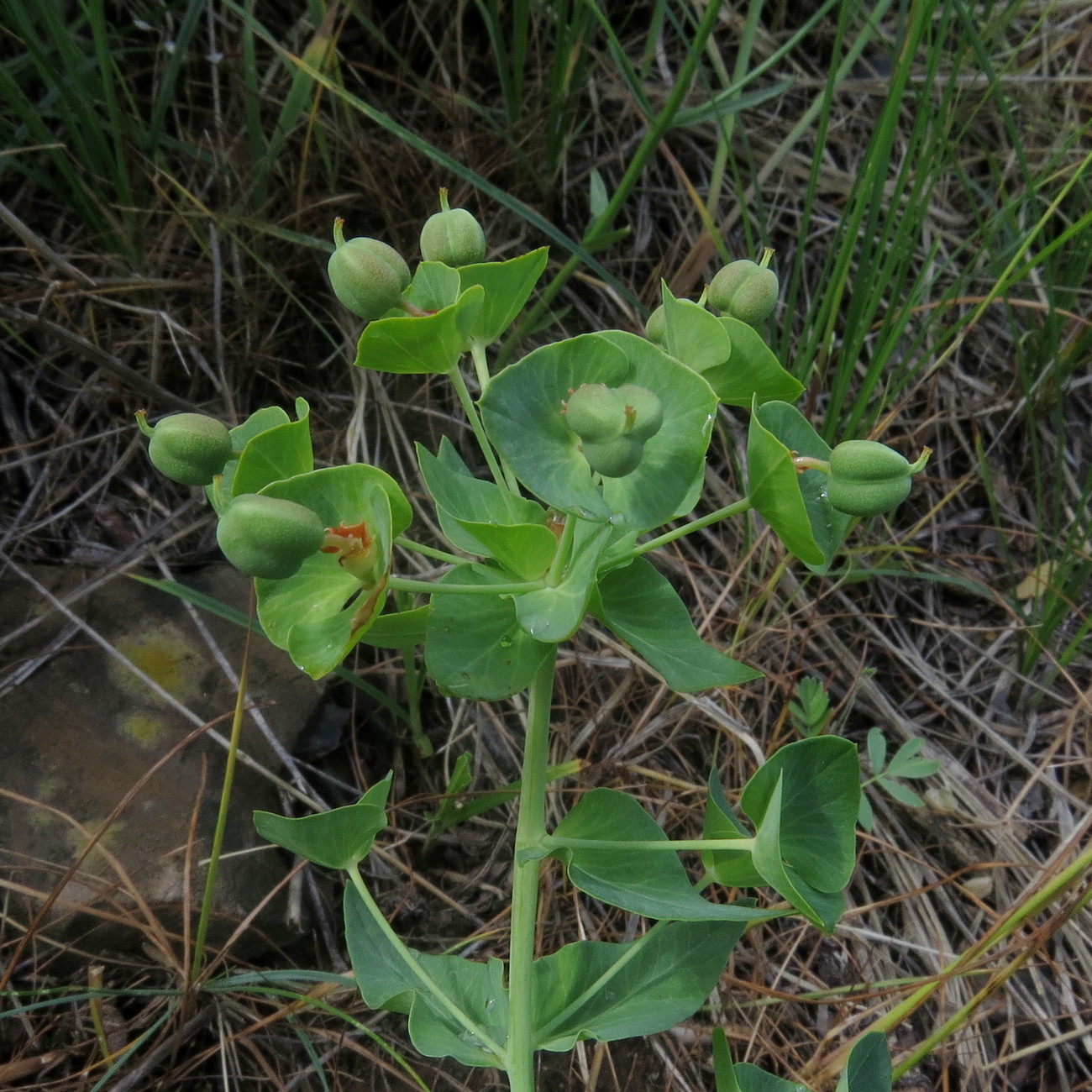 Image of Euphorbia sewerzowii specimen.