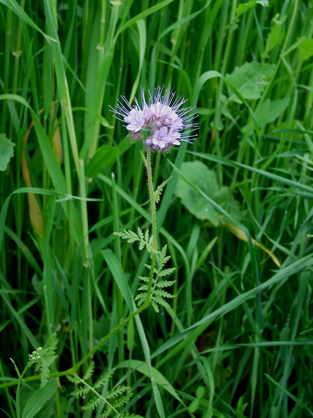 Image of Phacelia tanacetifolia specimen.