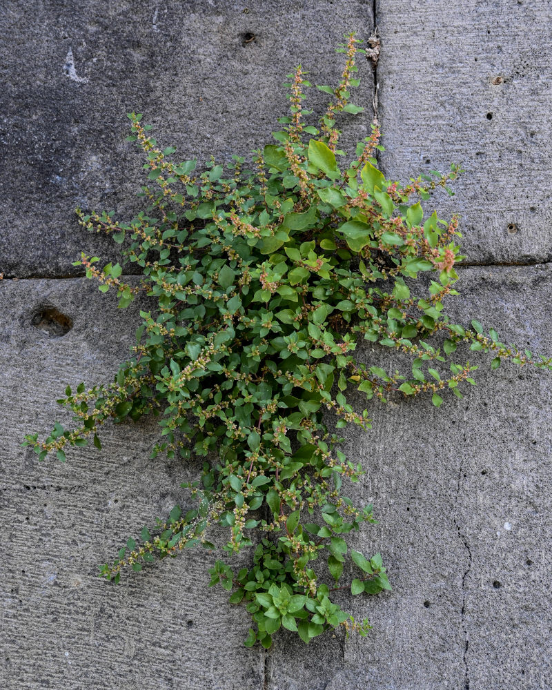 Image of Parietaria judaica specimen.