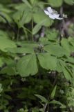 Anemone udensis