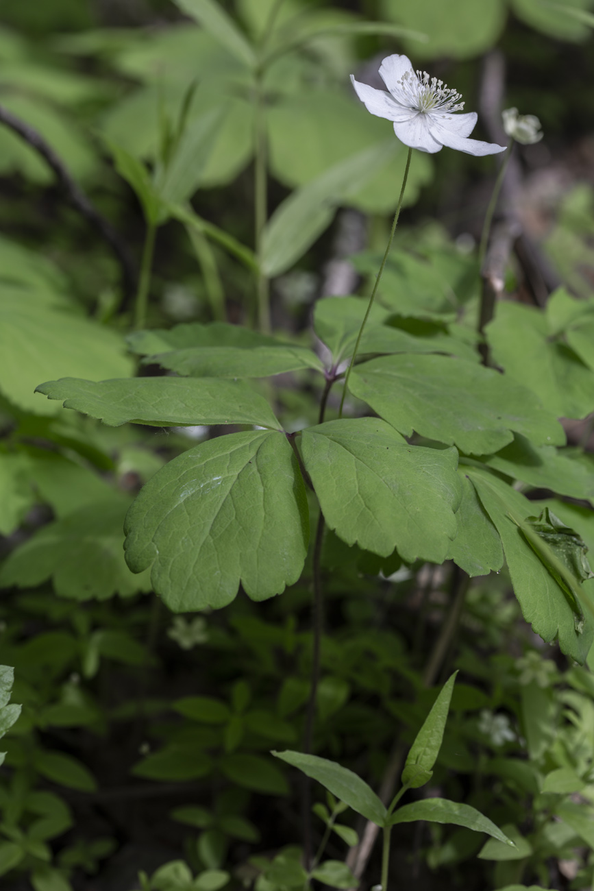 Изображение особи Anemone udensis.