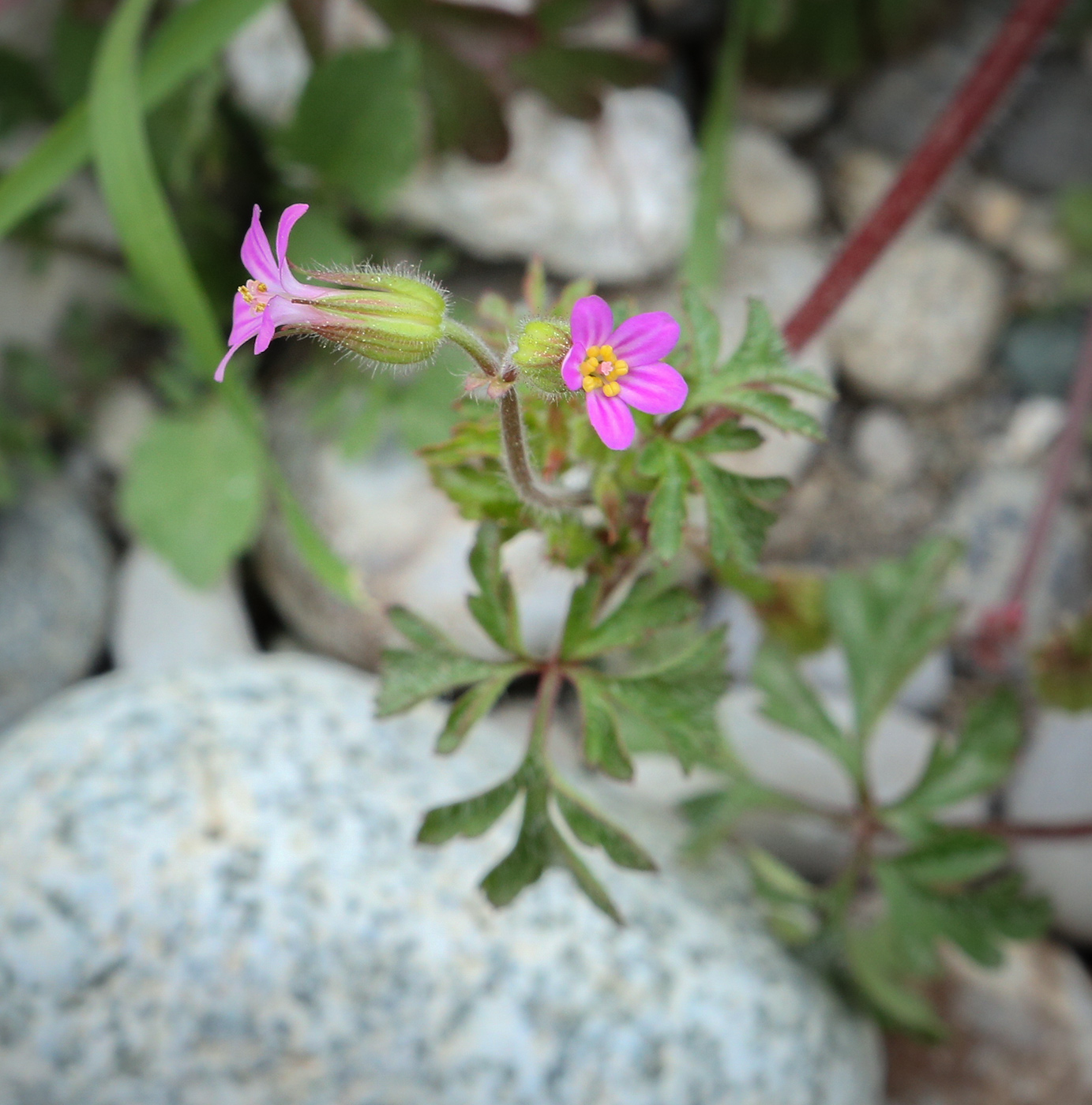 Image of Geranium purpureum specimen.