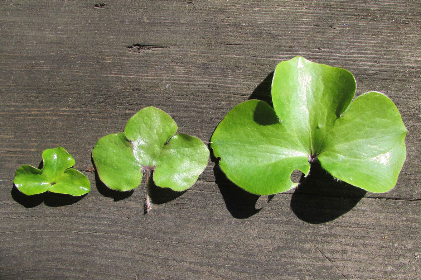 Image of genus Hepatica specimen.