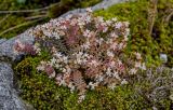 genus Sedum. Цветущие растения. Грузия, Имеретия, окр. монастыря Моцамета, поросший мхами каменистый участок склона. 14.06.2023.