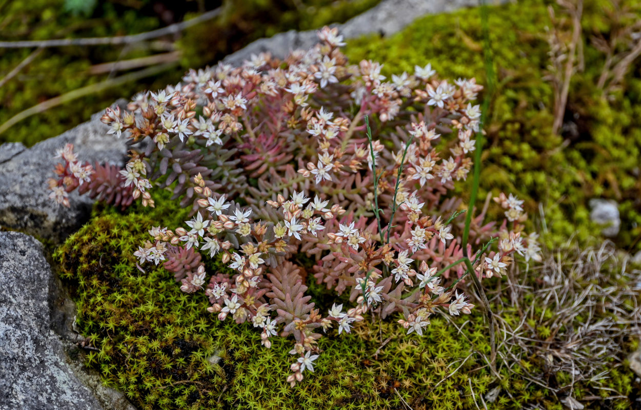 Изображение особи Sedum hispanicum.