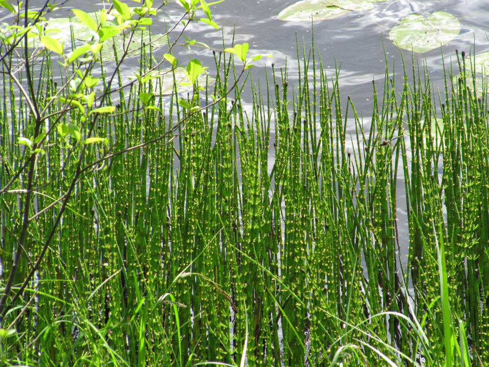 Image of Equisetum fluviatile specimen.