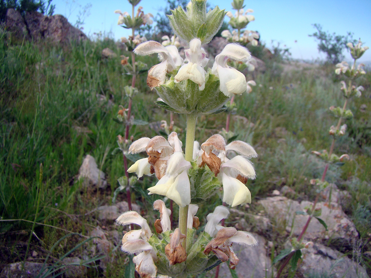 Изображение особи Phlomoides ajdarovae.