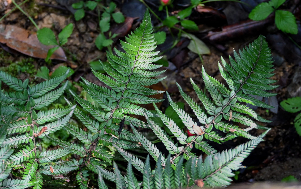 Image of Polystichum braunii specimen.