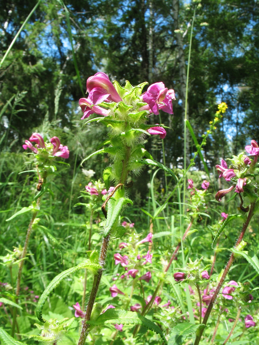 Изображение особи Pedicularis karoi.