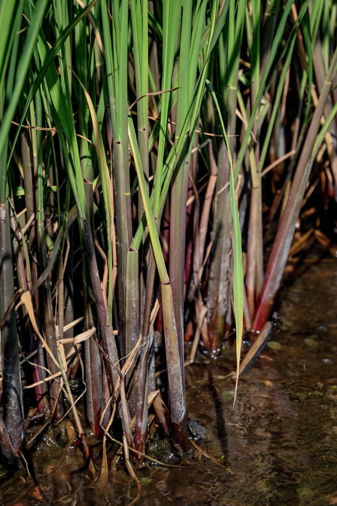 Image of Zizania latifolia specimen.