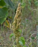 Amaranthus retroflexus