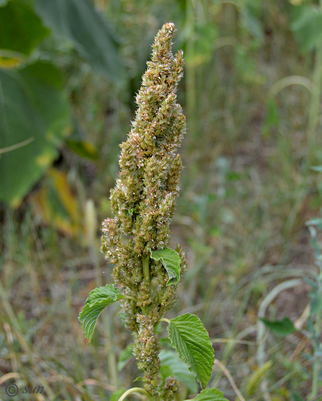 Изображение особи Amaranthus retroflexus.