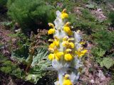 Phlomoides fulgens