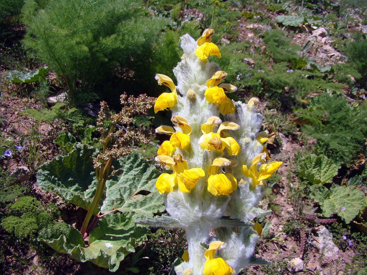 Изображение особи Phlomoides fulgens.