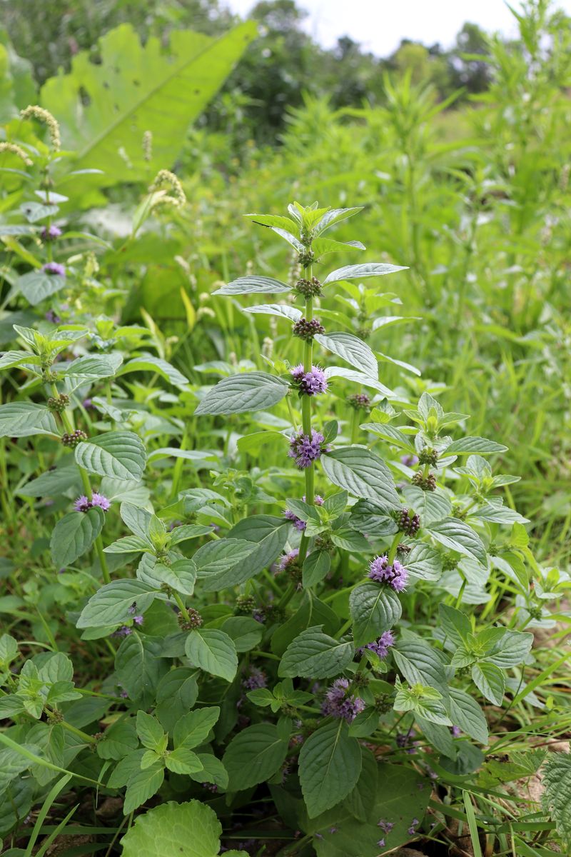 Image of Mentha arvensis specimen.