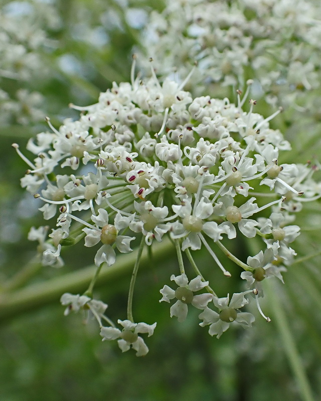 Image of Angelica dahurica specimen.