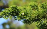 Juniperus chinensis. Ветвь с незрелой шишкоягодой. Южный берег Крыма, окр. Ялты, Никитский ботанический сад, парк Монтедор. 6 августа 2018 г.