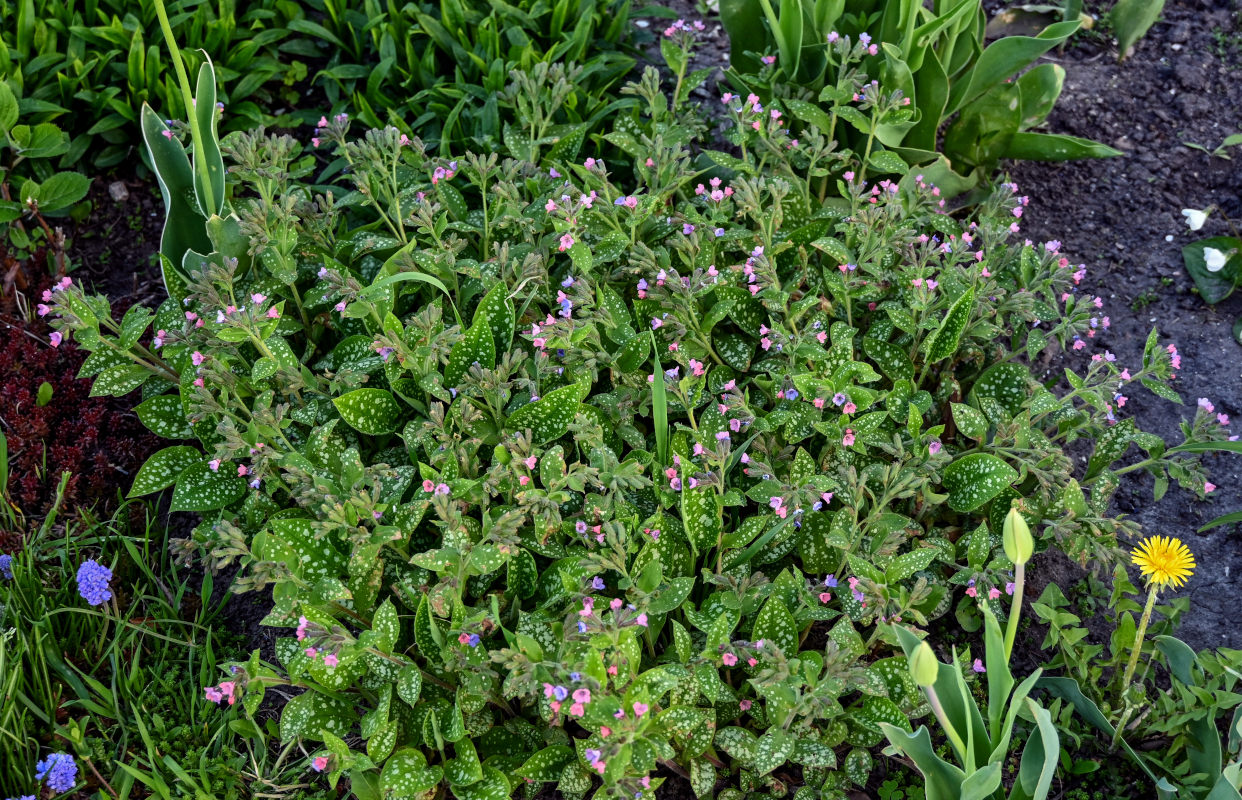 Изображение особи Pulmonaria saccharata.