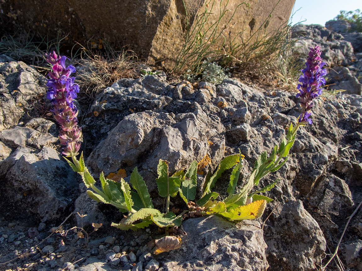 Изображение особи Salvia tesquicola.