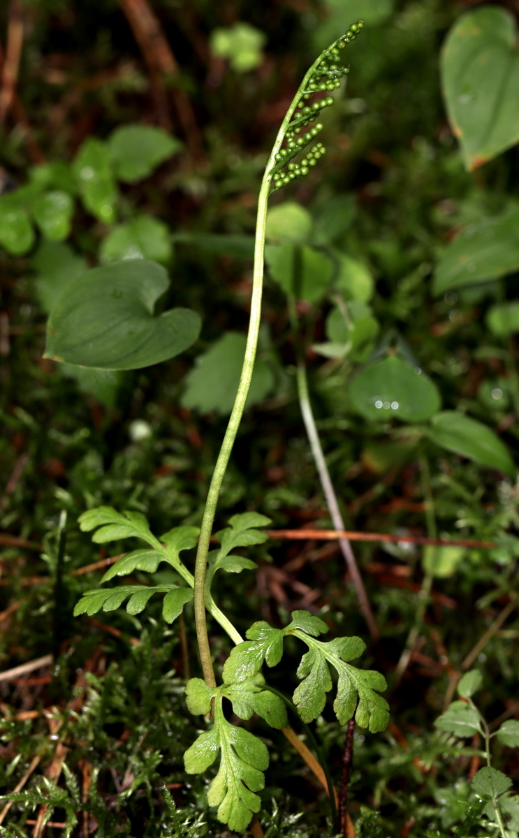 Image of Botrychium multifidum specimen.