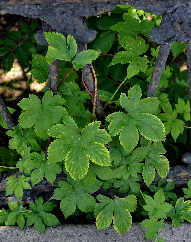 Image of Humulopsis scandens specimen.