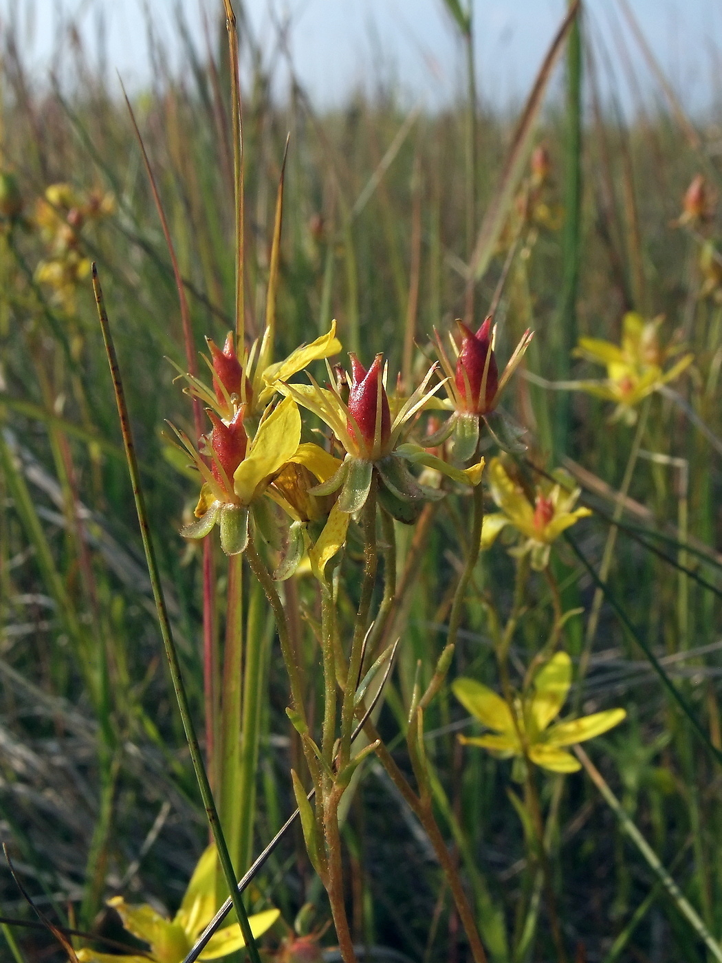 Image of Saxifraga hirculus specimen.