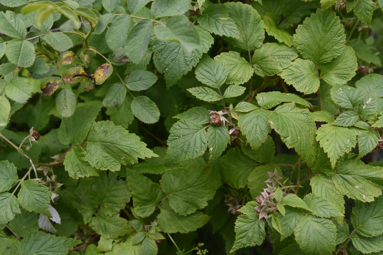 Image of Rubus idaeus specimen.