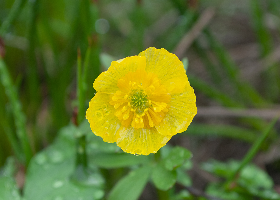 Изображение особи Ranunculus nivalis.