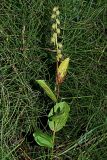 Epipactis helleborine. Плодоносящее растение в зарослях хвоща лесного (Equisetum sylvaticum). Ульяновская обл., Мелекесский р-н, пойма р. Б. Черемшан, окр. пос. Торфболото, край затопленного торфяного карьера, черноольхово-берёзовый лес. 19.08.2023.