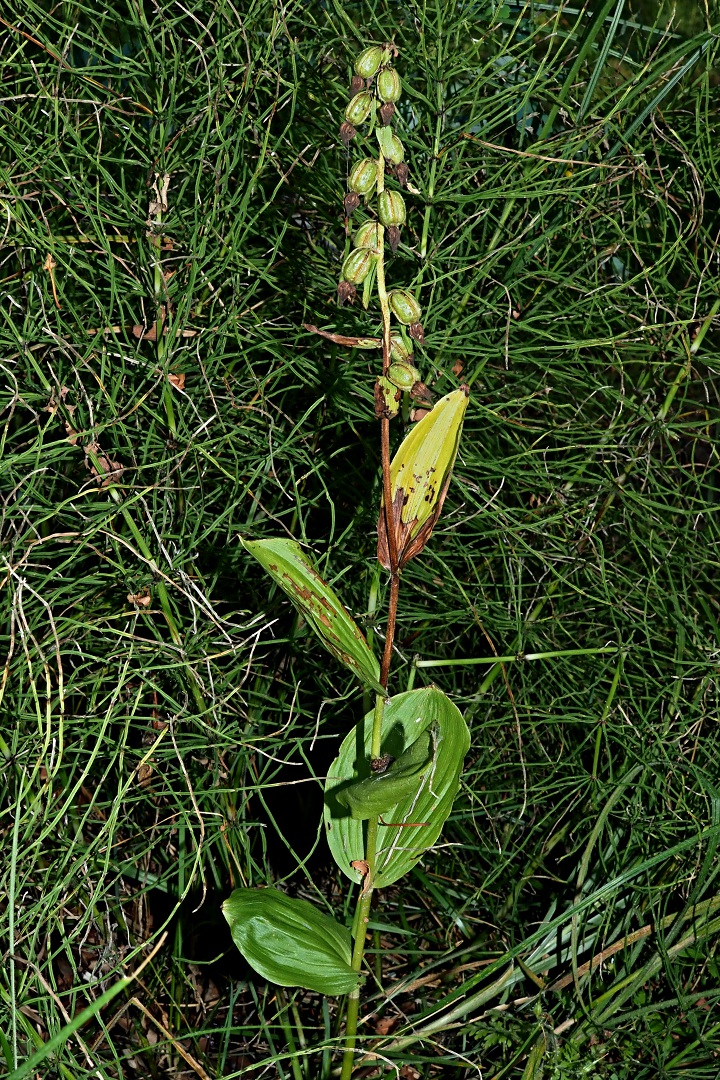 Image of Epipactis helleborine specimen.