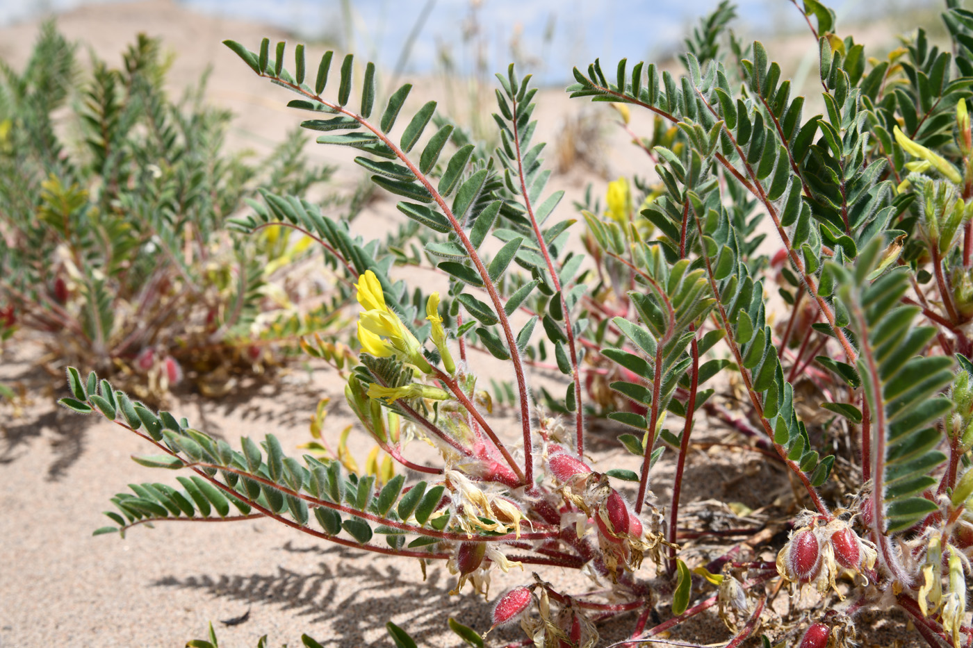 Изображение особи Astragalus rubtzovii.