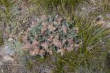род Astragalus