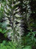Macropodium pterospermum