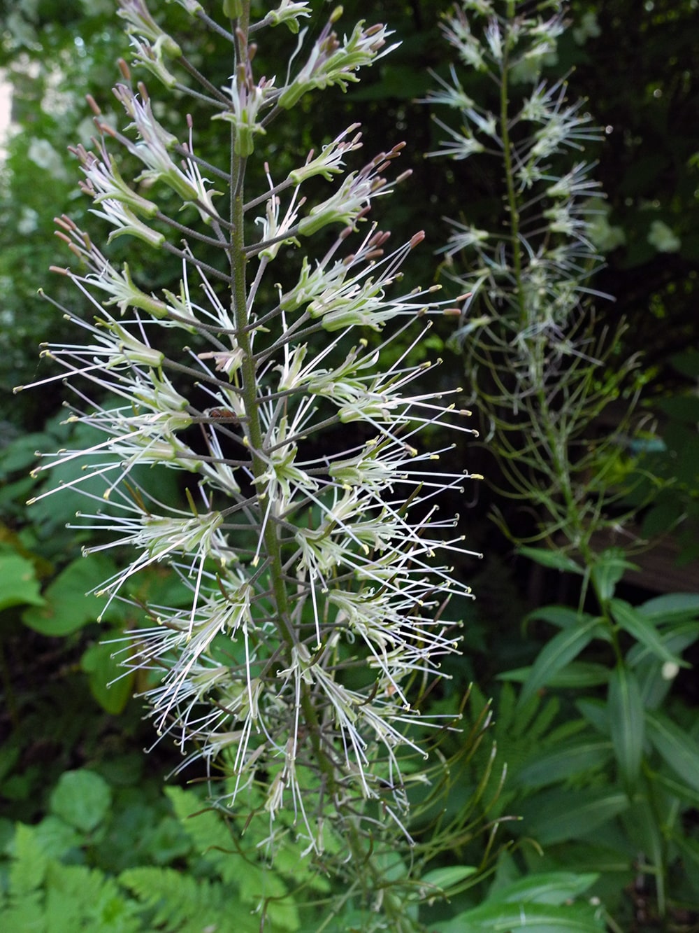 Изображение особи Macropodium pterospermum.