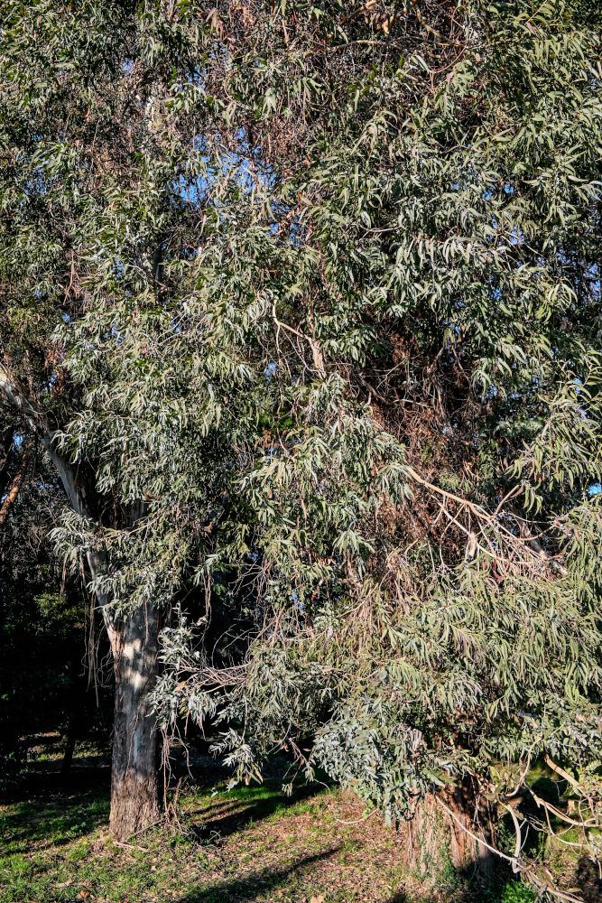Image of genus Eucalyptus specimen.