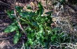 View full-size image genus Arum