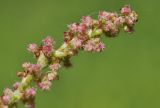 View full-size image Rumex acetosa