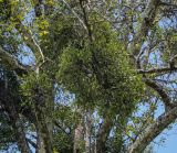 View full-size image Viscum album