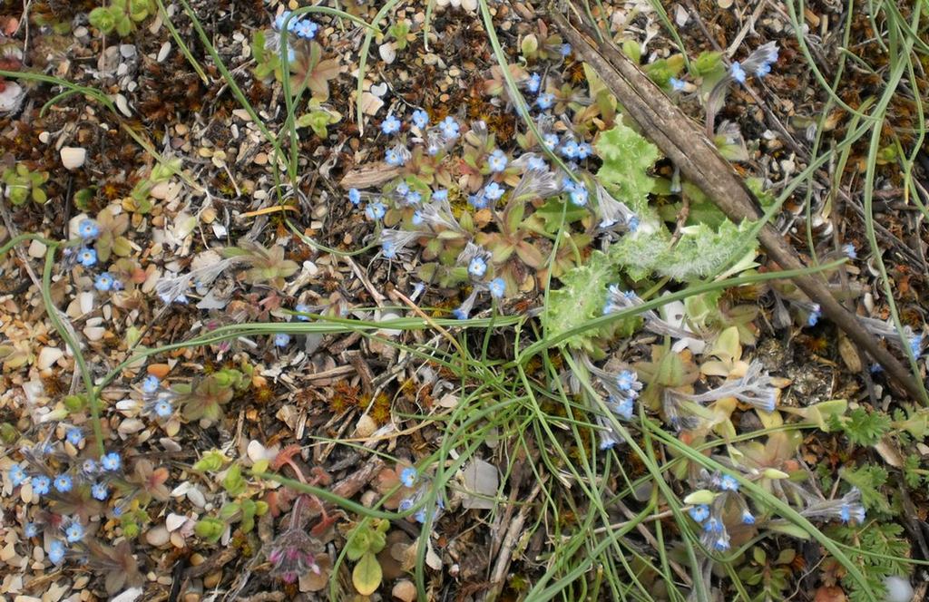 Image of Myosotis incrassata specimen.