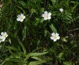 View full-size image Cerastium nemorale