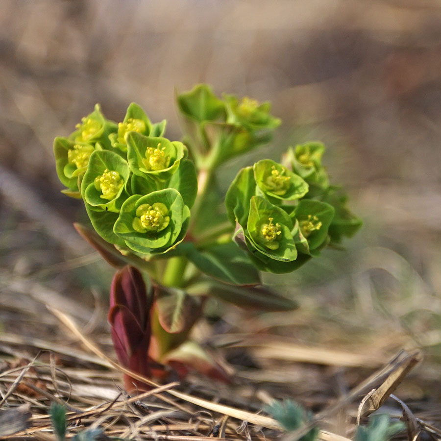 Image of Euphorbia komaroviana specimen.